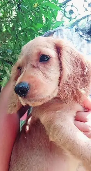 Cocker Spaniel Puppy