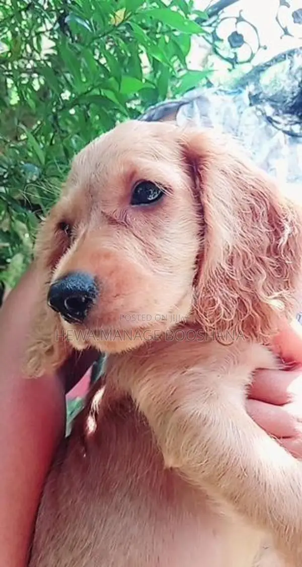 Cocker Spaniel Puppy