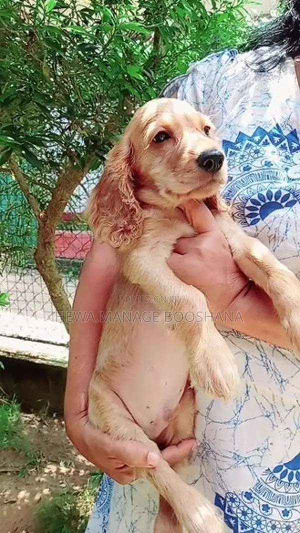 Cocker Spaniel Puppy