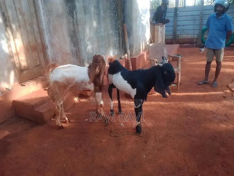 Farm Goats