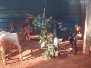 Farm Goats