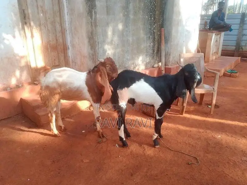 Farm Goats