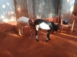 Farm Goats