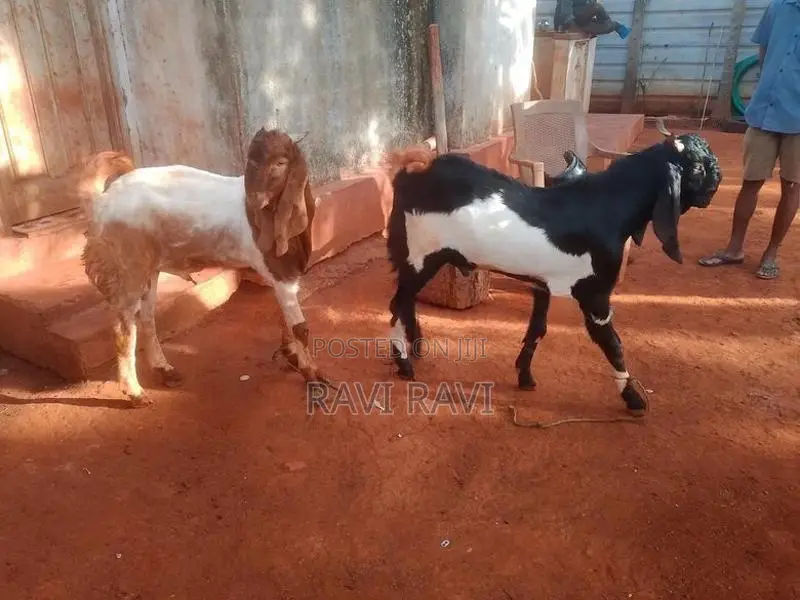 Farm Goats