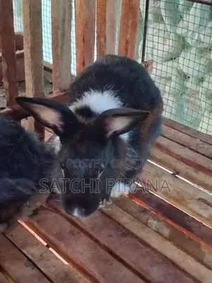 Male Rabbit