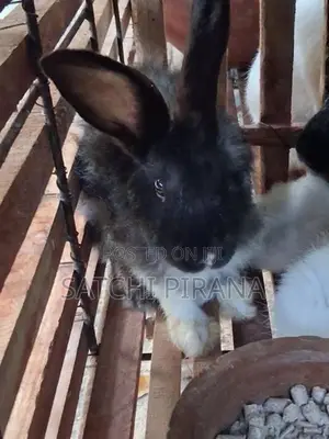 Male Rabbit