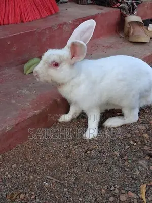 Male Rabbit