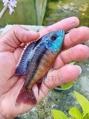 Peacock Malavi