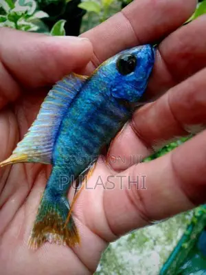 Peacock Malavi