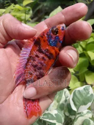 Peacock Malavi