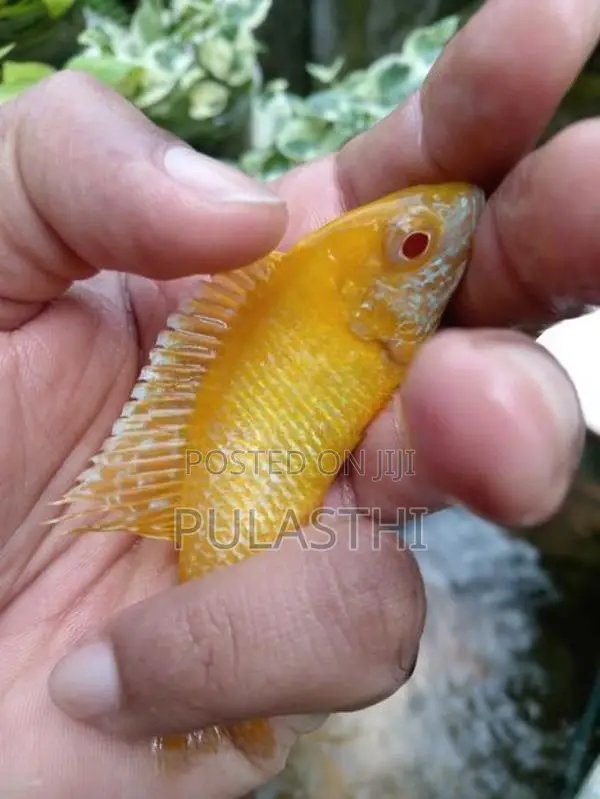 Peacock Malavi