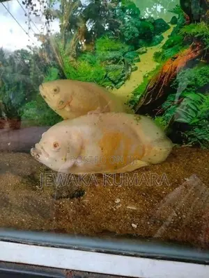 Oscar Fish