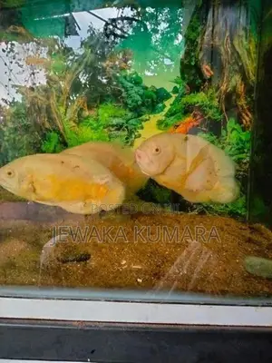 Oscar Fish