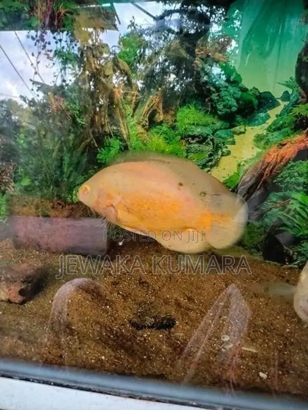 Oscar Fish