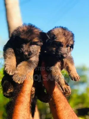 German Shepherd Longcoat Lion