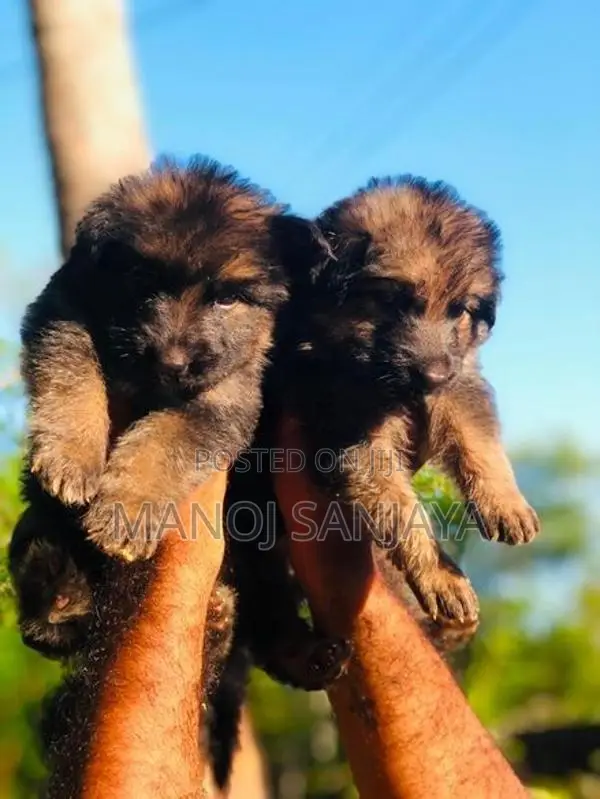 German Shepherd Longcoat Lion