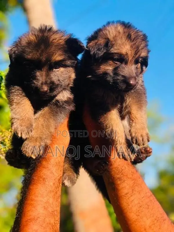 German Shepherd Longcoat Lion