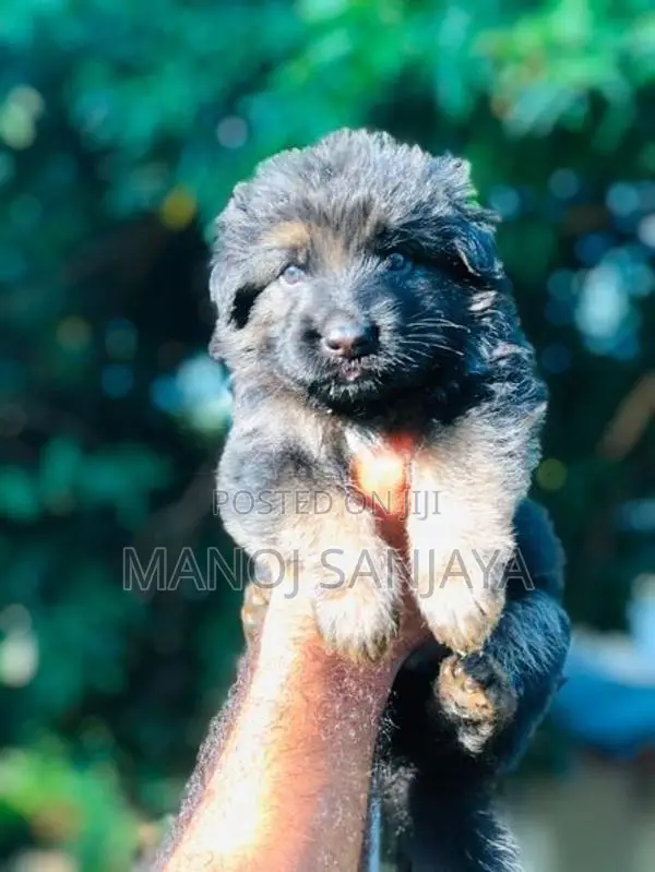 German Shepherd Longcoat Lion