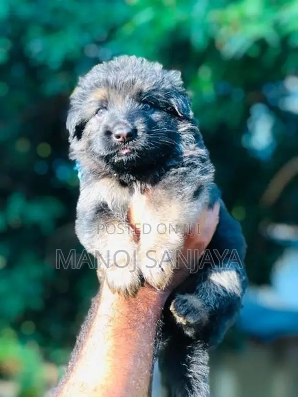 German Shepherd Longcoat Lion