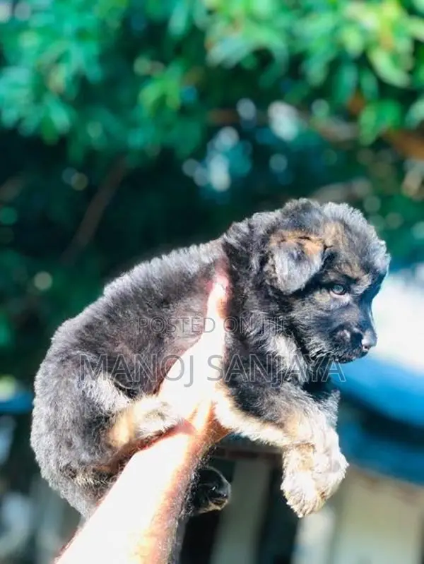 German Shepherd Longcoat Lion