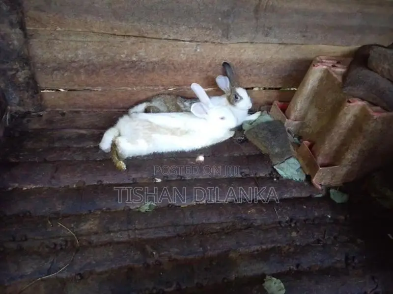 Rabbits