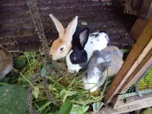 Rabbits