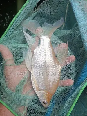 Veil Tail Tinfoil Barb