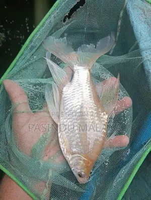 Veil Tail Tinfoil Barb