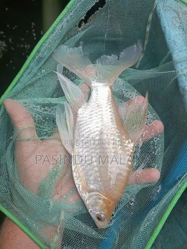 Veil Tail Tinfoil Barb