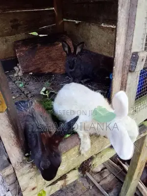 හාවන්