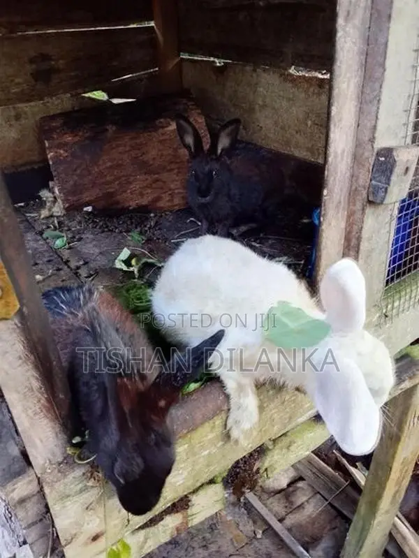 හාවන්