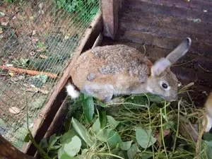 හාවන්