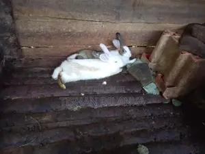 හාවන්