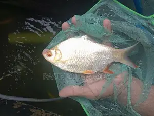 Albino Tinfoil
