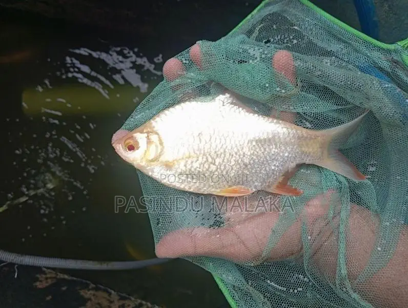 Albino Tinfoil