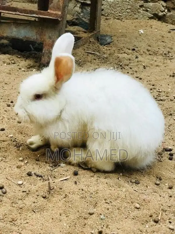 Rabbit