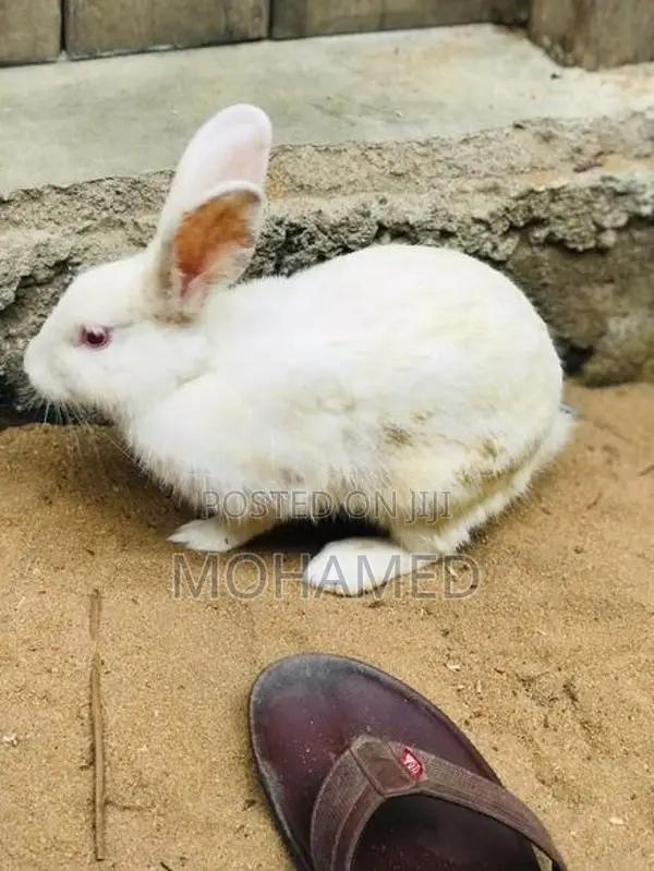Rabbit