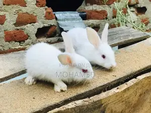 Rabbit