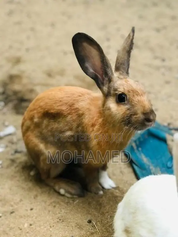 Rabbit