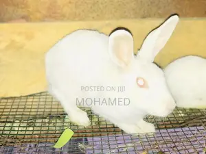 Rabbit