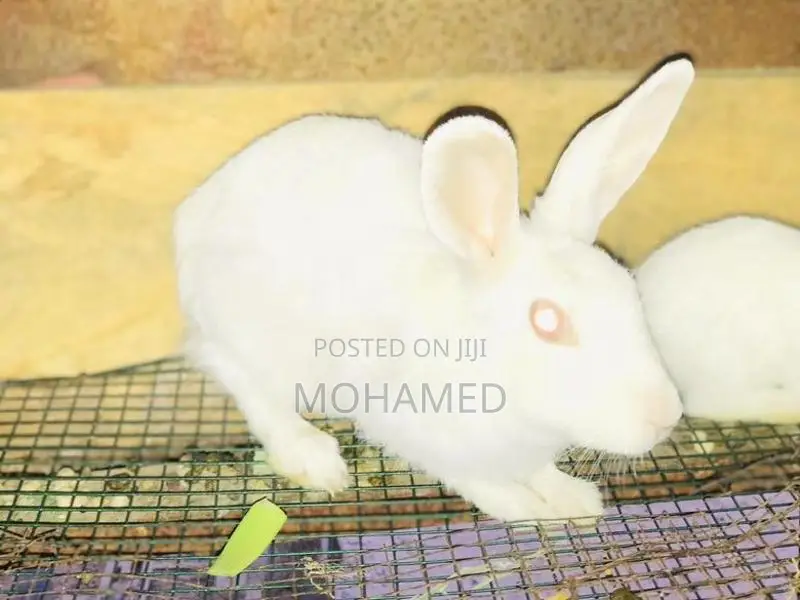 Rabbit