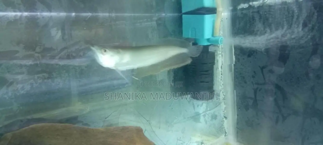 Silver Arowana Fish