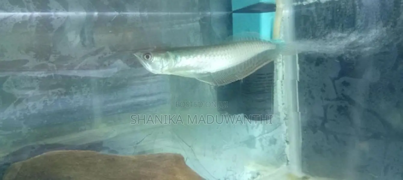 Silver Arowana Fish