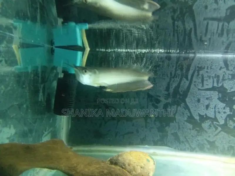 Silver Arowana Fish
