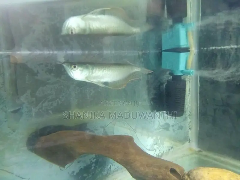 Silver Arowana Fish