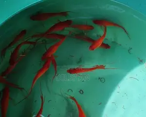 HI-Fin Lyretail Swordtail
