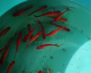 HI-Fin Lyretail Swordtail