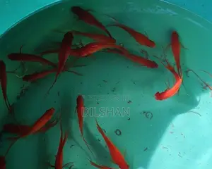 HI-Fin Lyretail Swordtail