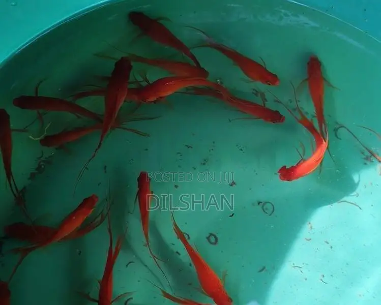HI-Fin Lyretail Swordtail