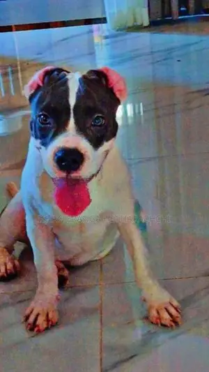 American Bully Puppy